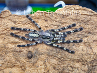Poecilotheria regalis - Indian Ornamental Tarantula