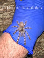 Poecilotheria striata - Mysore Ornamental