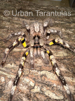 Poecilotheria striata - Mysore Ornamental