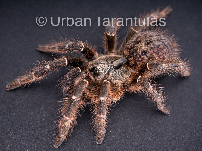 Rear Horned Baboon - Ceratogyrus darlingi