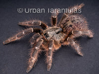 Ceratogyrus darlingi - Rear Horned Baboon