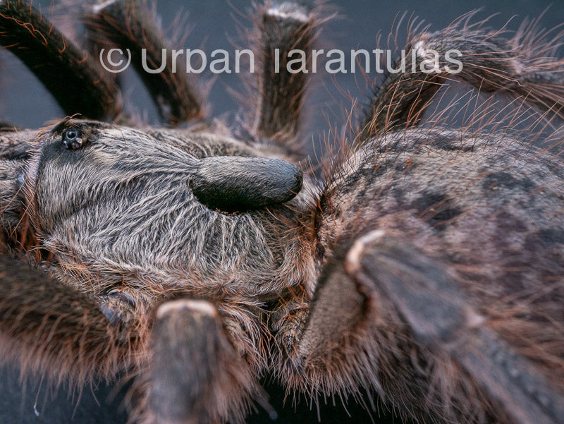 Ceratogyrus darlingi – Rear-Horned Baboon Tarantula for Sale