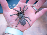Ceratogyrus darlingi - Rear Horned Baboon
