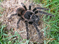 Lasiadora parahybana - Salmon Pink Birdeater tarantula