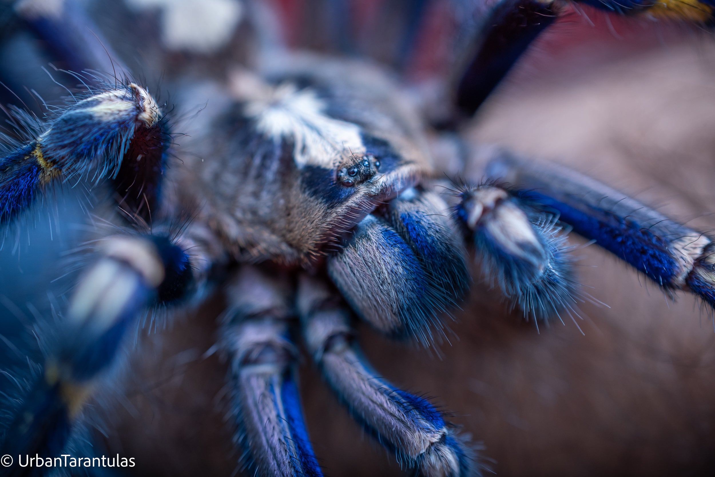 Tarantulas for Sale Online in USA Urban Tarantulas