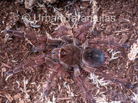 Goliath Birdeater / Birdeating tarantula Theraphosa blondi