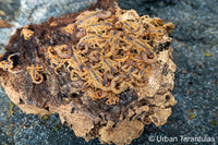 tityus stigmurus - Brazilian Yellow Scorpion