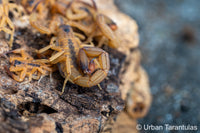 tityus stigmurus - Brazilian Yellow Scorpion