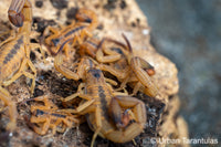 tityus stigmurus - Brazilian Yellow Scorpion