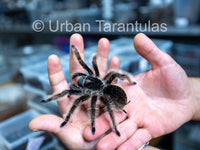 Curly Hair Tarantula -Tliltocatl albopilosus