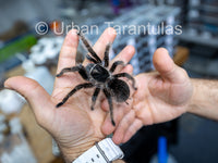 Curly Hair Tarantula -Tliltocatl albopilosus