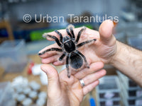Curly Hair Tarantula -Tliltocatl albopilosus