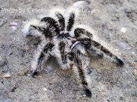 Curly Hair Tarantula -Tliltocatl albopilosus