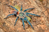 Dolichothele diamantinensis - Brazilian Blue Dwarf Beauty