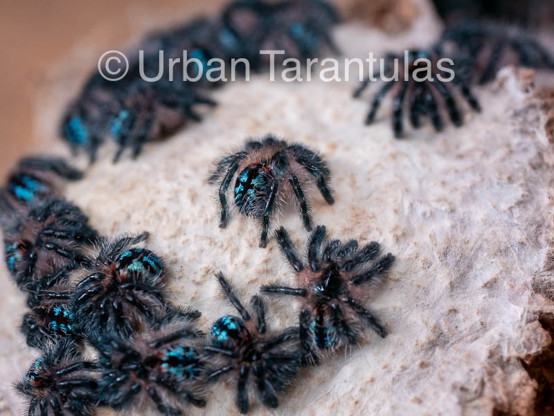 Typhochlaena seladonia * Brazilian Jewel Tarantula *