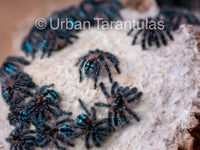 Typhochlaena seladonia * Brazilian Jewel Tarantula * IN STOCK