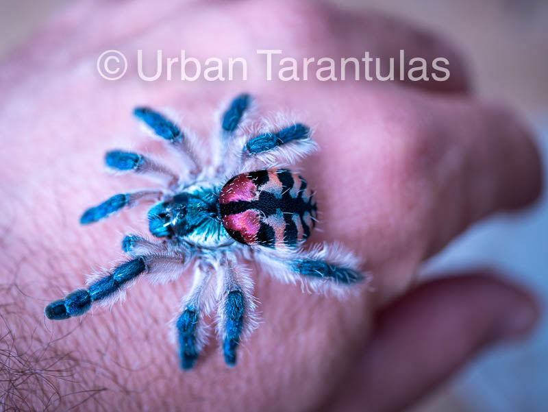 Typhochlaena seladonia * Brazilian Jewel Tarantula *