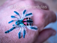 Typhochlaena seladonia * Brazilian Jewel Tarantula * IN STOCK
