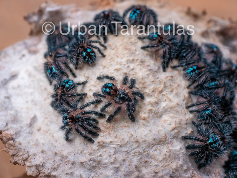 Typhochlaena seladonia * Brazilian Jewel Tarantula *
