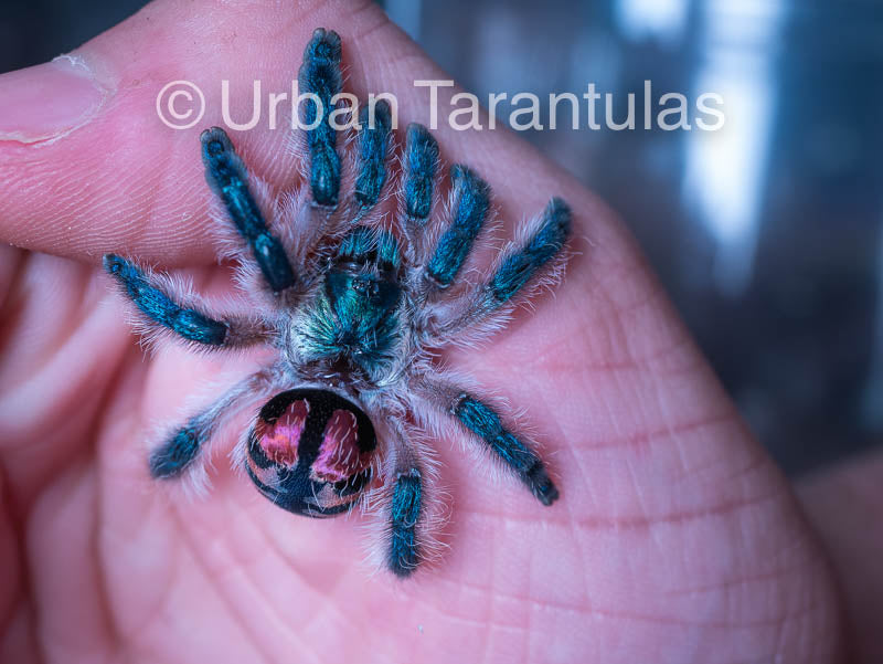 Typhochlaena seladonia * Brazilian Jewel Tarantula *