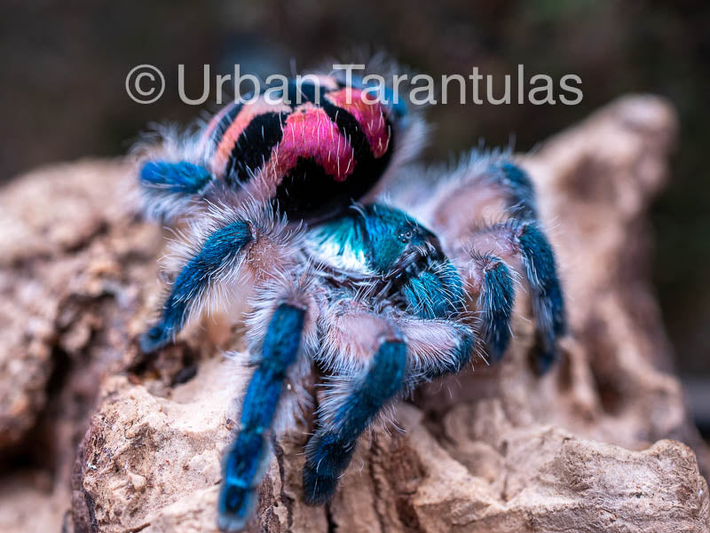 Typhochlaena seladonia * Brazilian Jewel Tarantula *