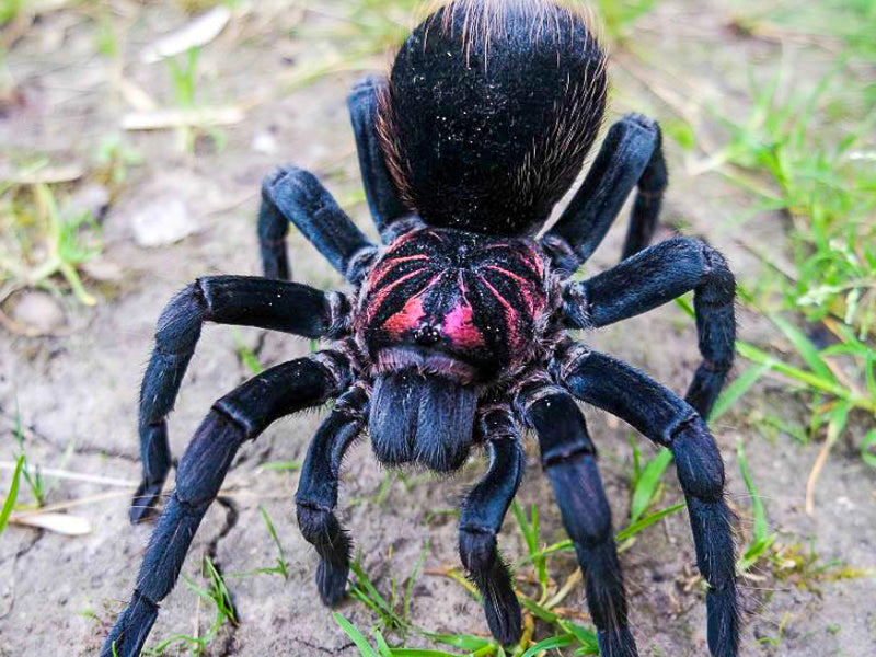 Xenesthis sp. Bright For Sale | Massive Neon Pink Giant | Rare