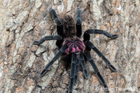 Xenesthis immanis  - Colombian Lesser Black Tarantula