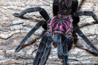 Xenesthis immanis  - Colombian Lesser Black Tarantula