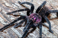 Xenesthis immanis  - Colombian Lesser Black Tarantula