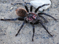 Xenesthis immanis  - Colombian Lesser Black Tarantula