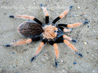 Aphonopelma bicoloratum - Mexican Blood-Leg Tarantula