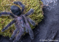 Avicularia Purpurea - Purple Pinktoe Tarantula