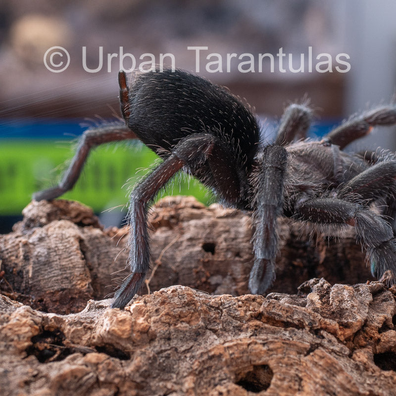 Brazilian Black - Grammostola Pulchra Grammostola