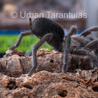 Brazilian Black Tarantula - Grammostola Pulchra