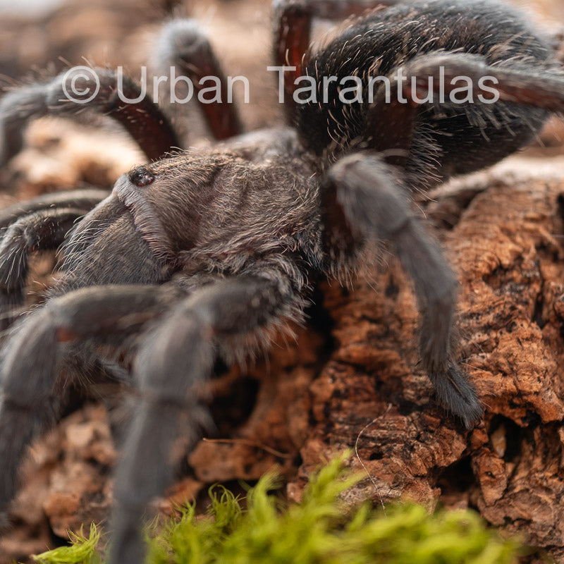 Brazilian Black - Grammostola Pulchra Grammostola