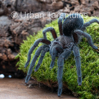 Brazilian Black Tarantula - Grammostola Pulchra