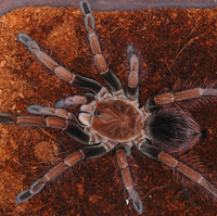 Pamphobeteus sp. Mascara - Mascara Giant Birdeater tarantula
