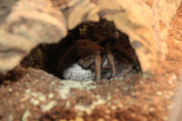 Pamphobeteus sp. Mascara - Mascara Giant Birdeater tarantula