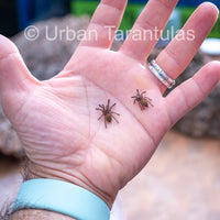 OBT Tarantula - Orange baboon Pterinochilus murinus