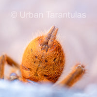 OBT Tarantula - Orange baboon Pterinochilus murinus