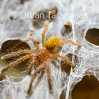 OBT Tarantula - Orange baboon Pterinochilus murinus