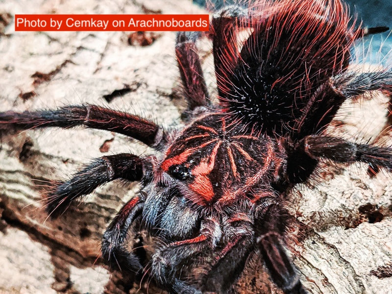 Pamphobeteus nigricolor - Colombian Giant Tarantula| Urban Tarantulas
