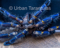 Poecilotheria metallica tarantula - Gooty Sapphire Ornamental