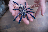 Poecilotheria metallica tarantula - Gooty Sapphire Ornamental