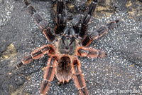Psalmopoeus victori - Darth Maul Mexican Half and Half