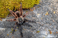 Psalmopoeus victori - Darth Maul Mexican Half and Half