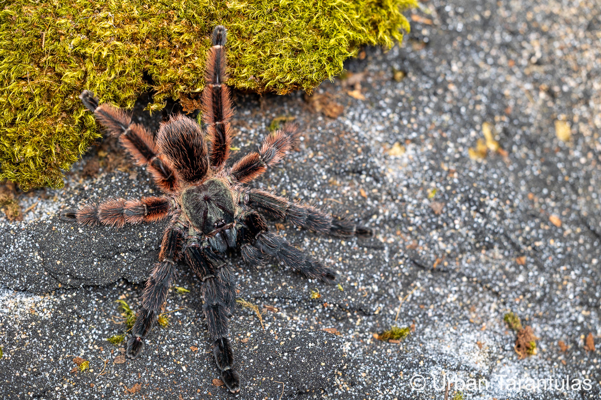 洋楽 Tarantula Amigurumi Tarantula Poecilotheria Metallica. Crochet Imitation of