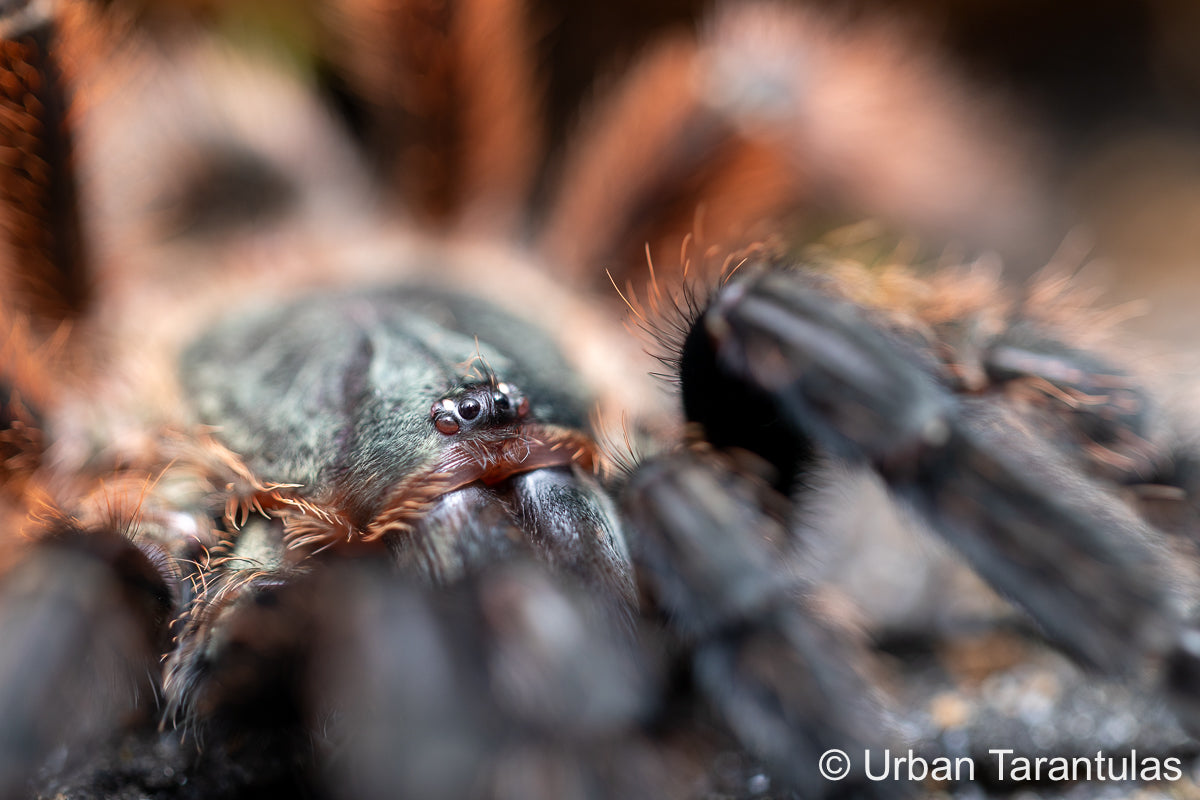 Buy the Psalmopoeus victori Tarantula | Darth Maul Mexican Half