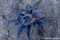 pterinopelma sazimai - The Brazilian Blue Beauty