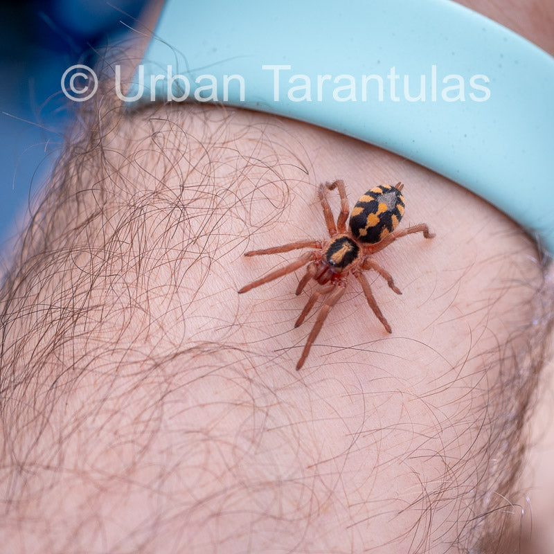 Pumpkin Patch Tarantula - Hapalopus Formosus (Colombia)